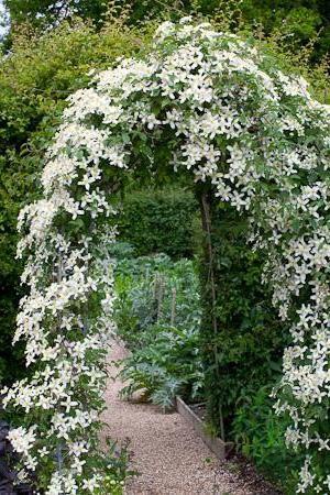 En laten we proberen clematis te laten groeien in Siberië!