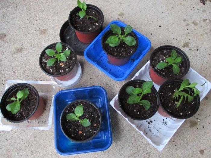 Petunia's snijden als een van de handigste en meest effectieve manieren om ze te kweken