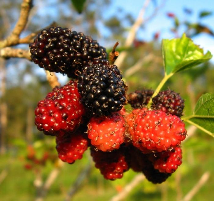 Mulberry Fruit