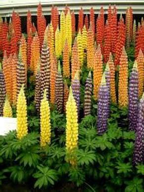 tuin bloem lupine