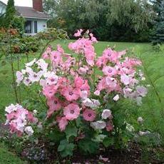 Bloemen mallow - decoratieve plant in uw buitenhuis