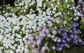 Flower alissum is een fantastische geurende wolk