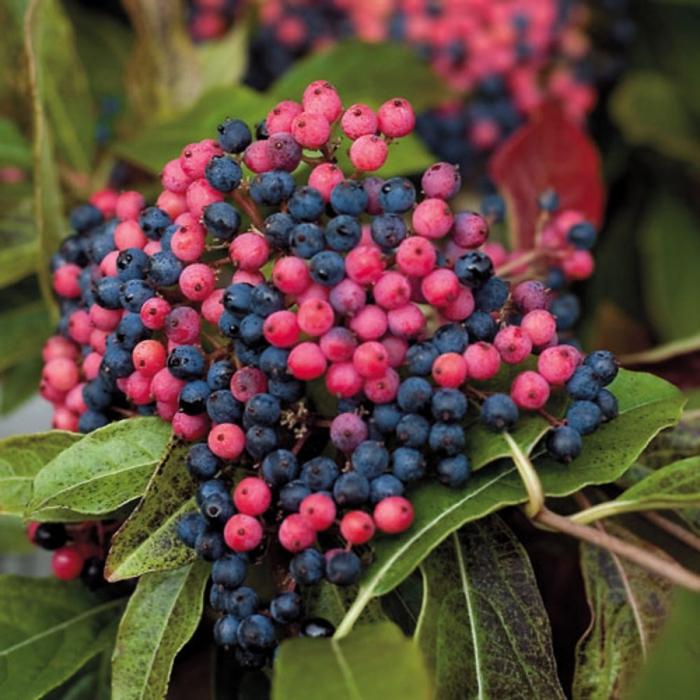 Decoratieve viburnum - buldog