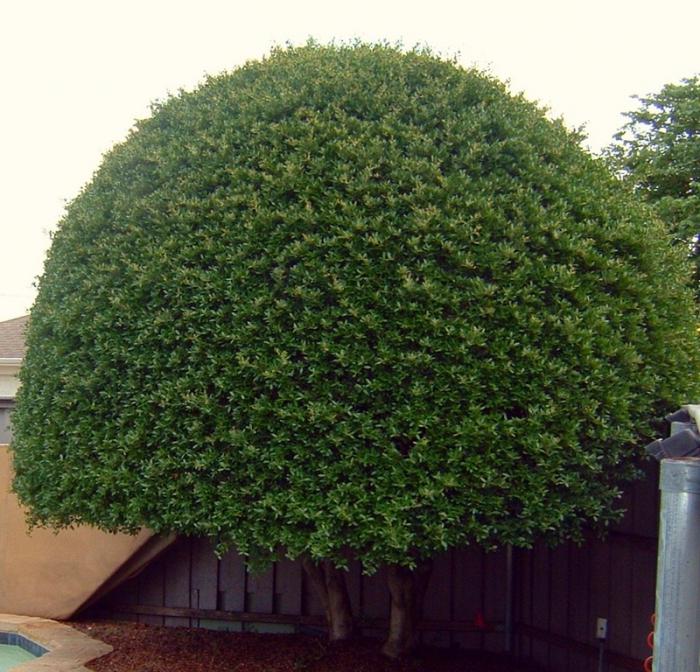 decoratieve bomen voor de tuin