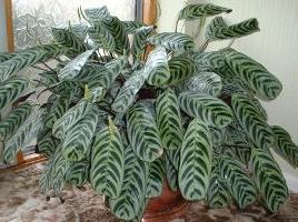 Kamerplanten met decoratieve bladeren: soorten kalatei