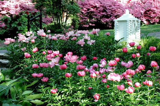 Bloemen van de pionboom