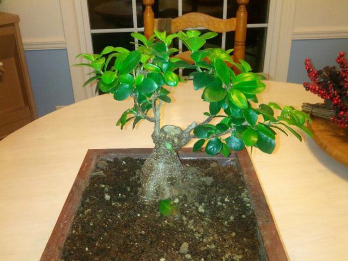 Ficus Moclame: Growing and Care