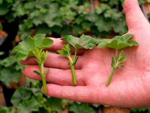 Geranium royal: snoeien voor weelderige bloei, verzorging en voortplanting thuis