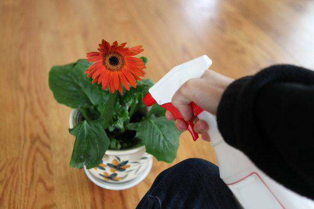 Gerbera Jameson: thuis uit zaden groeien