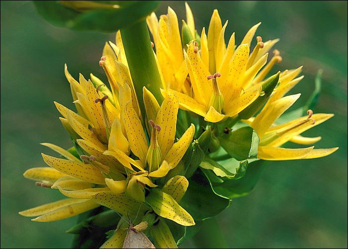 Gentiaan: planten en verzorgen. Hoe gentiaan tuin te laten groeien