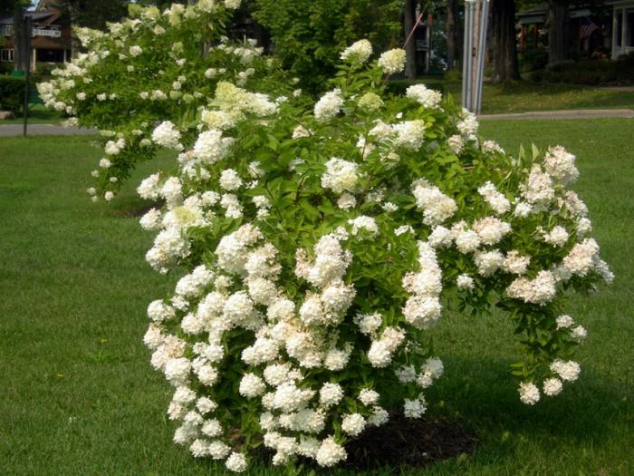 hortensia grandiflora