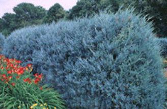 Landschapsontwerp van naaldplanten. foto