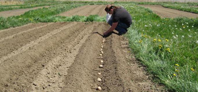 phytophthora op aardappelbladeren 