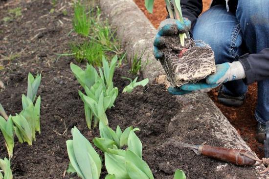 bij getransplanteerde tulpen