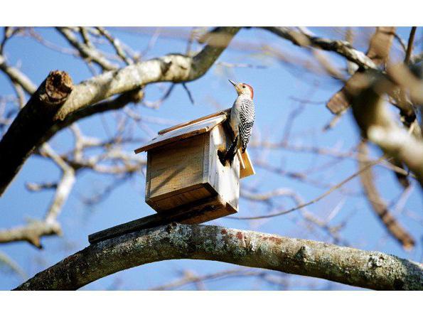 hoe je een vogelhuis maakt 