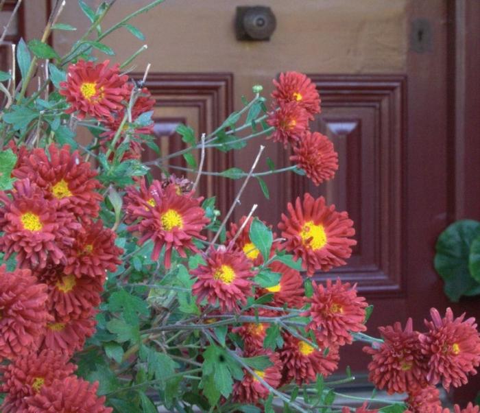 Hoe chrysanten in de tuin te verbergen voor de winter?