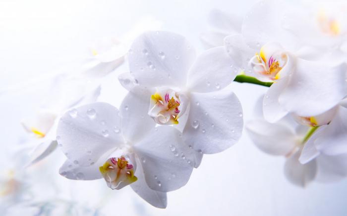 Hoe de orchidee water geven tijdens de bloei correct? Orchidee: zorg tijdens de bloei