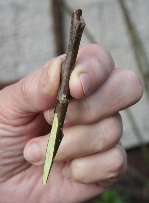 Hoe appel te planten in de herfst: aanbevelingen en methoden