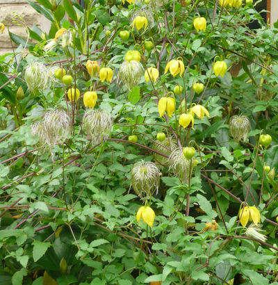 Clematis groeien zonder problemen