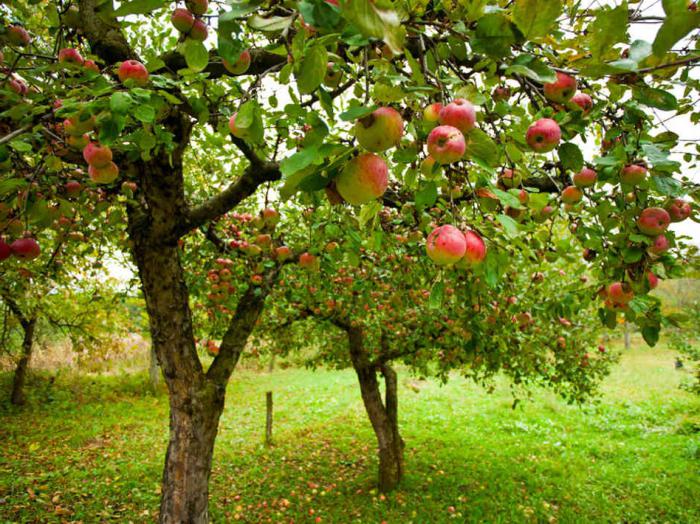 Hoe kan je appel van een zaadje laten groeien? Planten en verzorgen