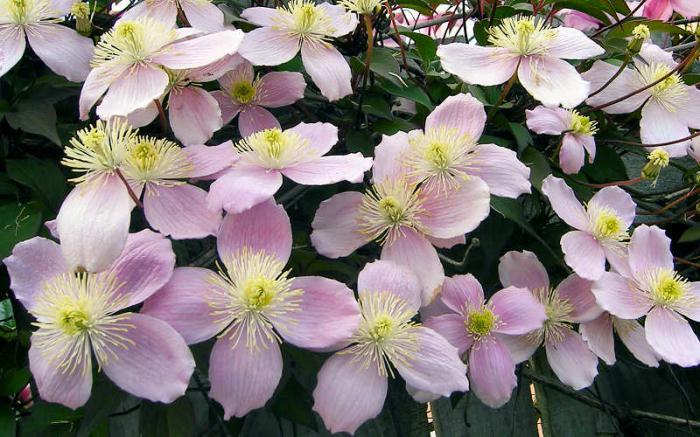 Clematis bergroze: planten en verzorgen, recensies, foto's