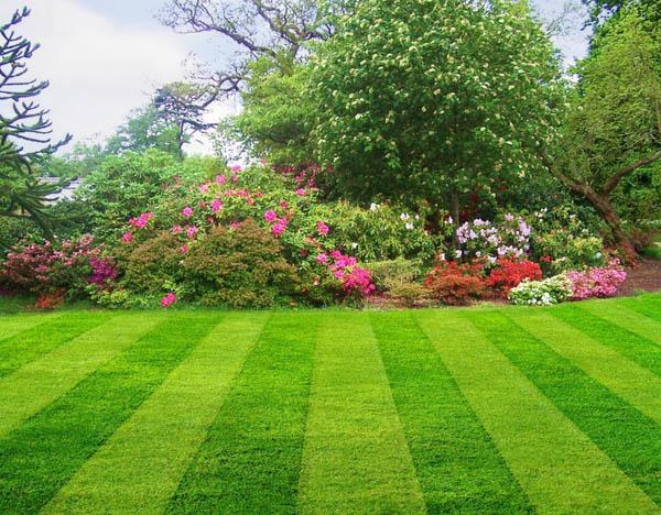 Bij het zaaien van grasveld weet niet iedereen het