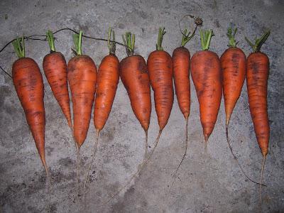 Wanneer wortels uit de tuin verwijderen voor opslag?