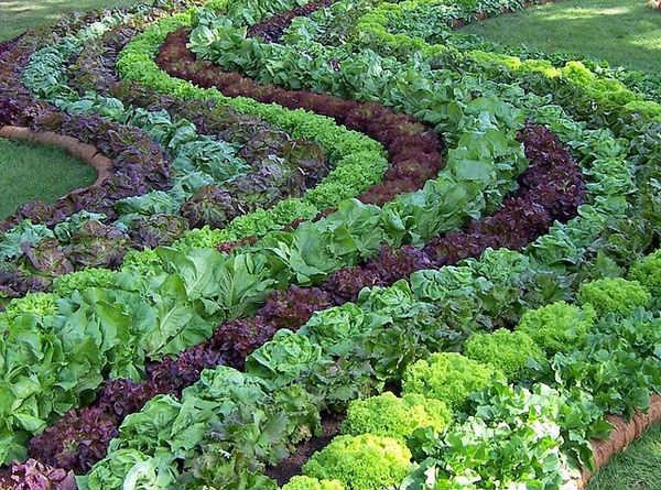 het verfraaien van de tuin met uw eigen handenfoto