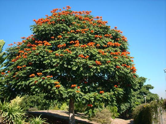 Culturele bomen van de regio Krasnodar