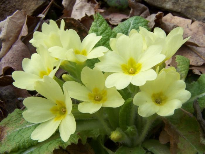 vaste planten van gele kleur