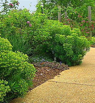 Euphorbia in de tuin