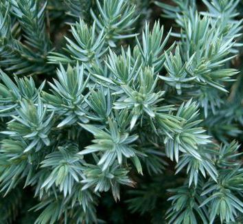 jeneverbes blauw alpen planten en verzorgen