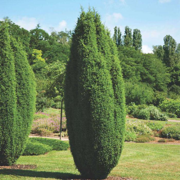 jeneverbes hibernus planten en verzorgen