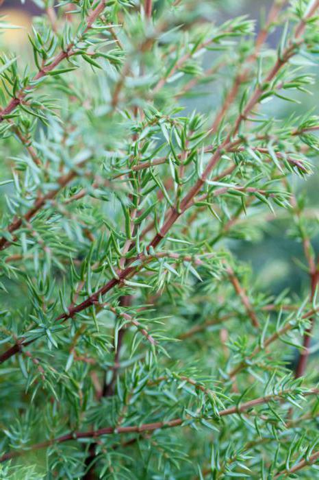 Juniperus Hibernica: plantkarakteristieken, verzorgingsregels