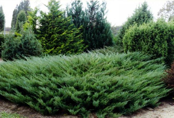 Juniper Juniper Julep (medium): soortbeschrijving, kenmerken, planten, verzorging