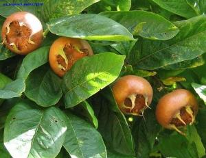 Kaukasische bloemkool - een ongewoon fruit