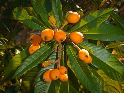 Mexicaanse loquat