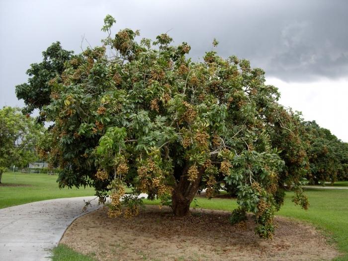 Japanse loquat