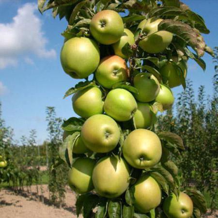 Boven- en wortelsysteem van appelbomen