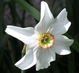 Narcissus: planten in de herfst. Advies van professionals