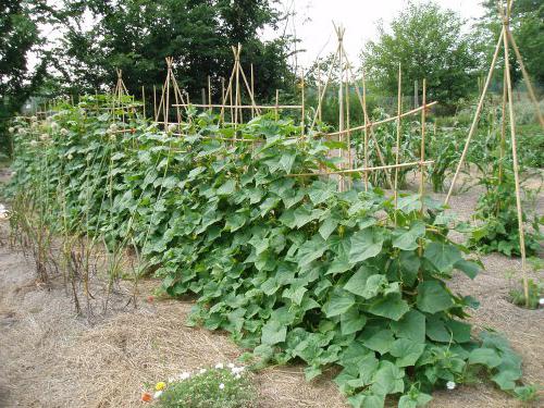 Cucumber Paratunka F1: beoordelingen. De beste variëteiten van hybride komkommers