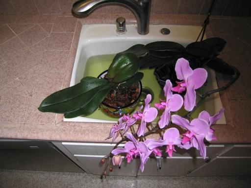 orchideeënverzorging