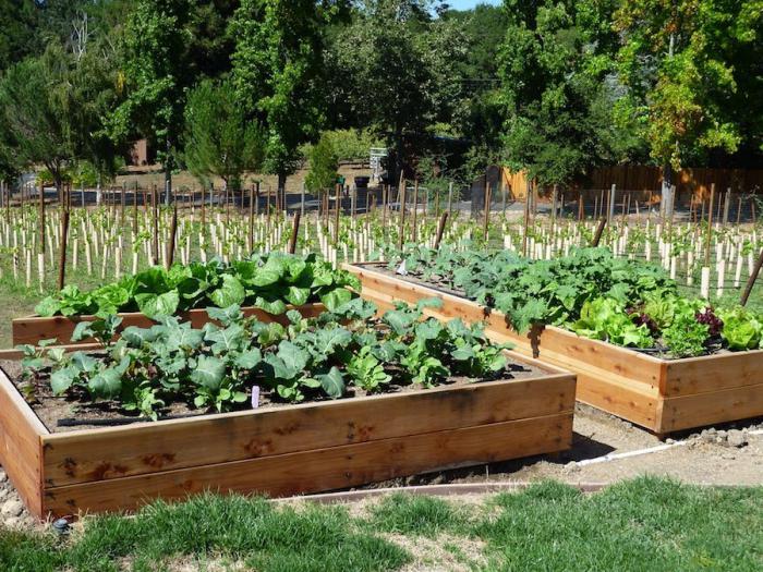 compatibiliteit van het planten van groenten in de tuin