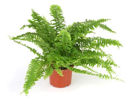 Fern. Bloemen voor thuis en in de tuin