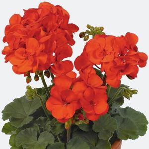 Pelargonium zonal: de charme van schoonheid