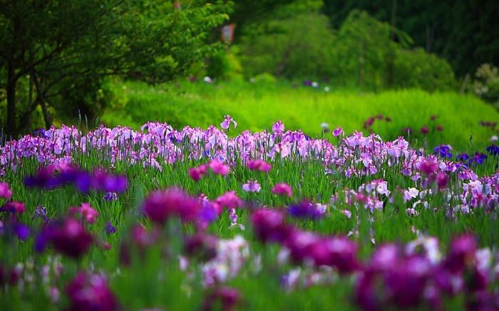 Irissen planten in de lente - tips en trucs