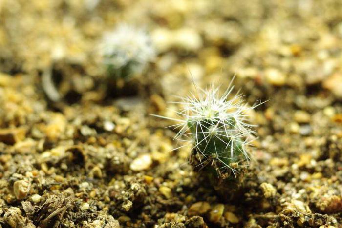 Reproductie van cactussen: tuinbouwadvies