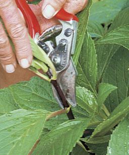 kamperfoelie eetbare voortplanting door stekken