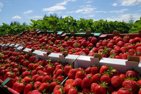 overblijvende aardbeien planten en verzorgen