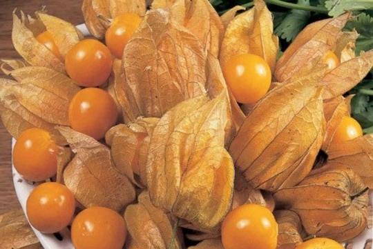 Eetbare Physalis: groeit uit zaden